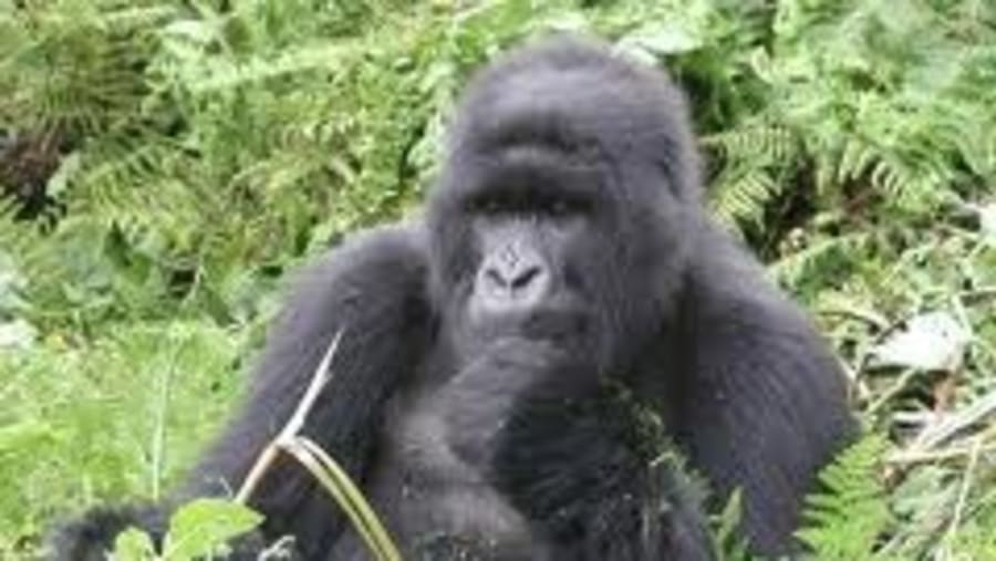 Mountain Gorilla