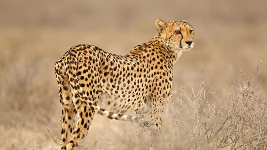 Cheetah roaming around the park