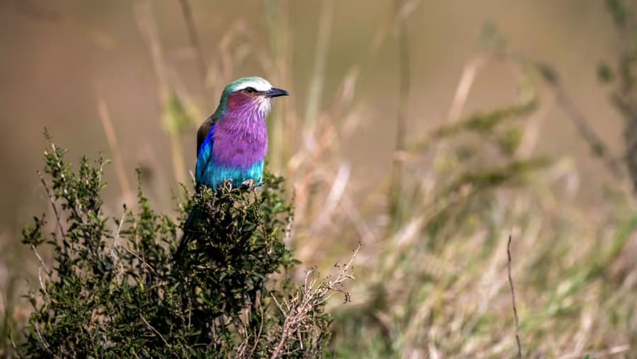 Wildlife in Tanzania