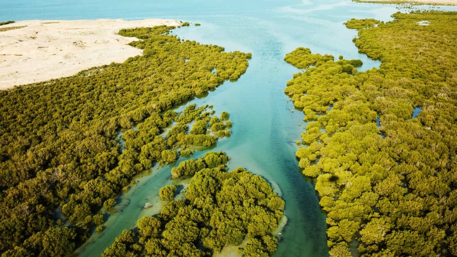 Al Thakira Mangroves