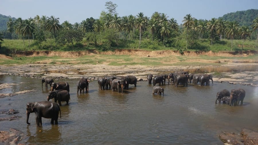 Kuala Gandah Elephant Sanctuary