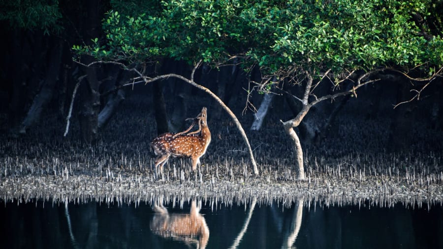 Spoted Deer of Sunderbans