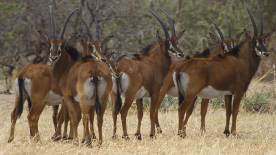 Impalas