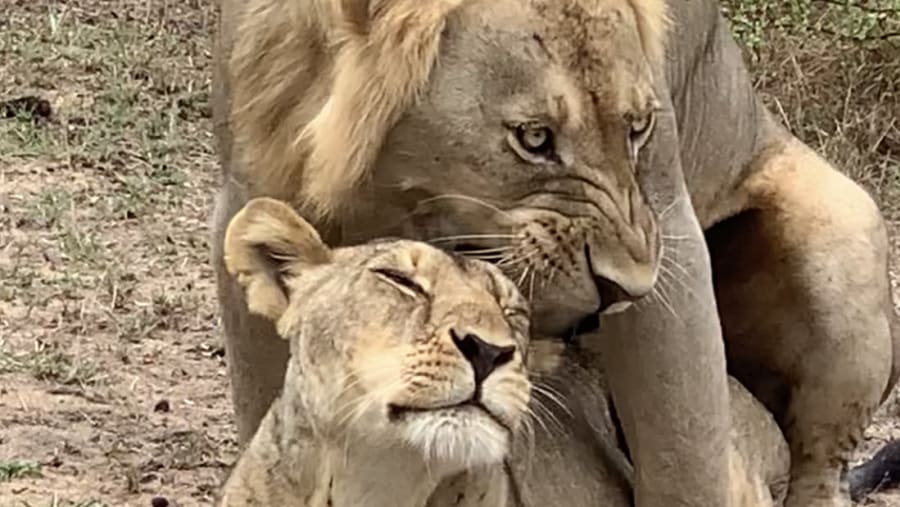 Lions mating at Mikumi NP