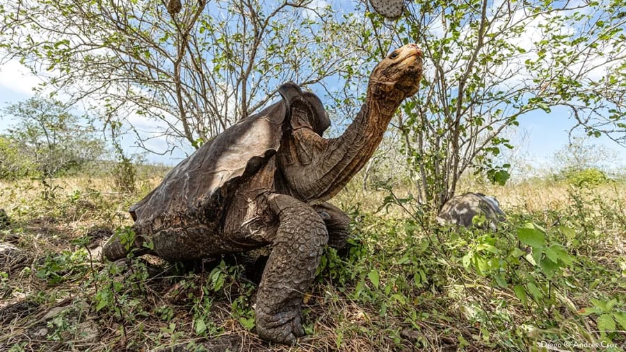Pinta Island tortoise