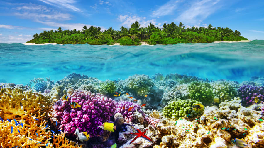 Vibrant marine life