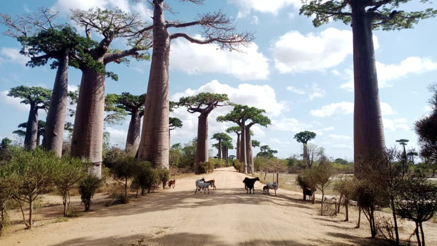Baobab Avenue
