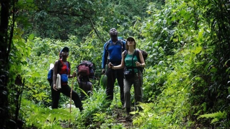 Mount Cameroon Trek