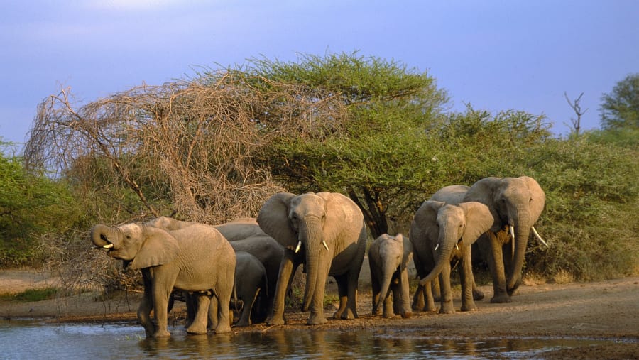 Group of elephants at Kruger National Park