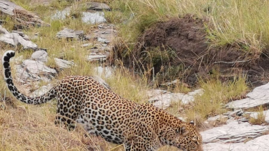 Spot the "Big Five"
