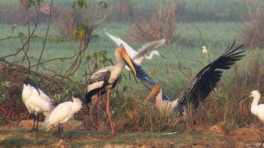 Enjoy Bird-Watching in Chitwan