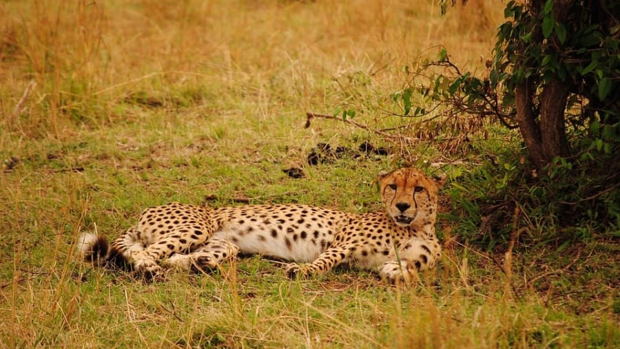 Cheetah at Tsavo East