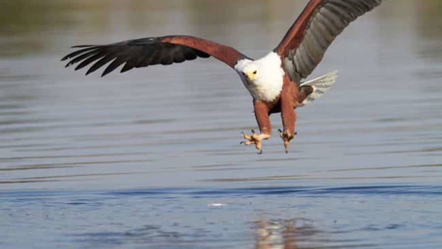 Eagle feeding in Lake Baringo