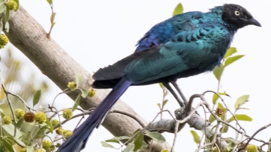 Burchell's Starling in Djoudj Birds Park