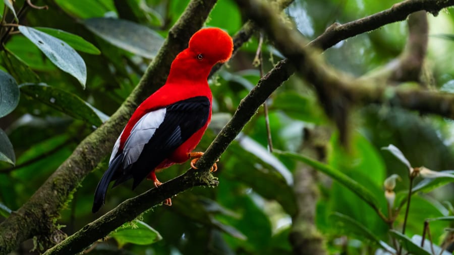 Andean Cock-of-the-rock