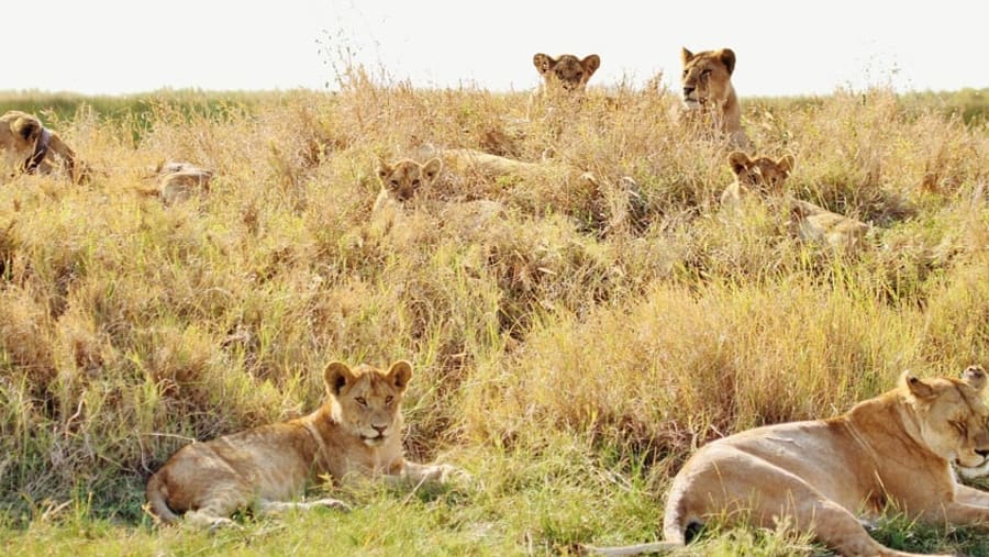 Wildlife in Serengeti National Park