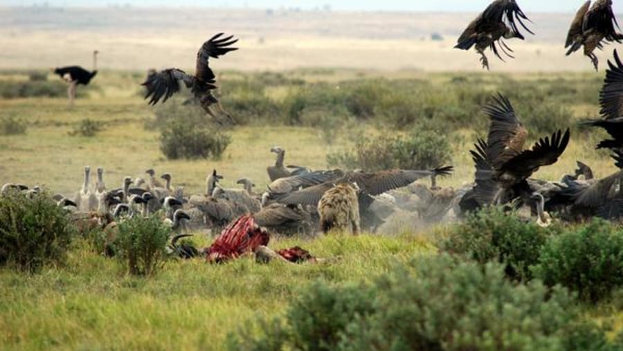 Witness the African wildlife