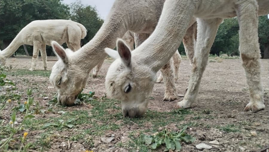 Alpaca