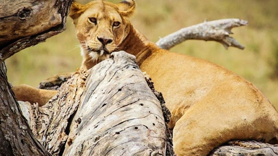 Lake Manyara National Park