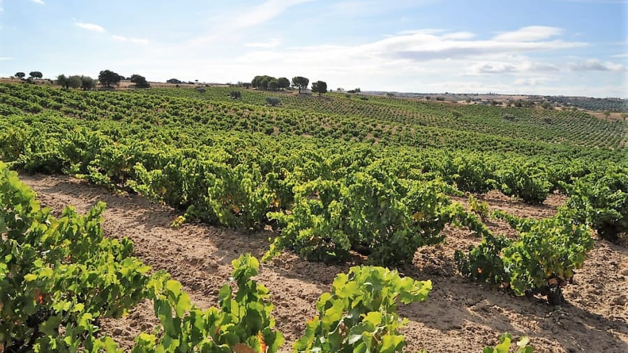 vineyards