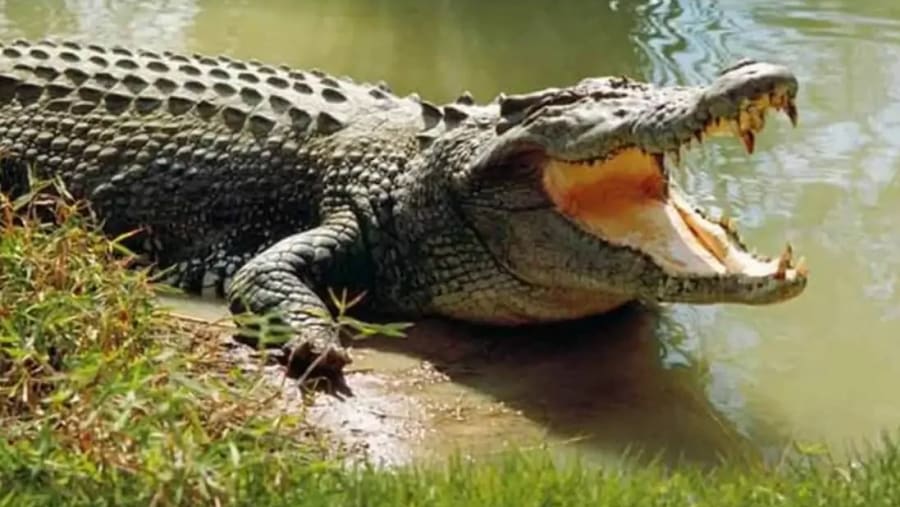 Witness the African wildlife