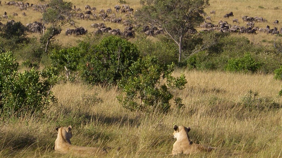 Lions in the wild