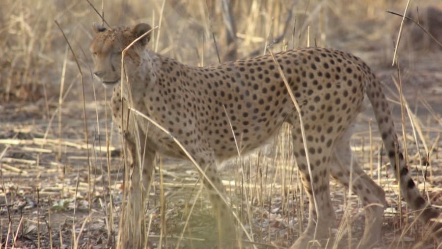 W Park Safari, Niger