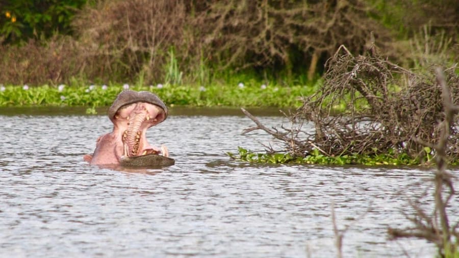 Spot animals inside the national park.