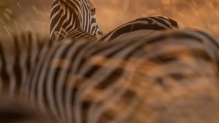 Zebras