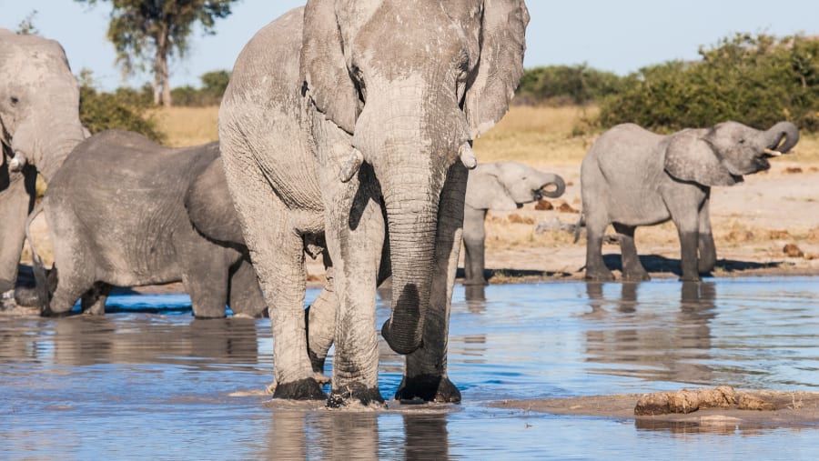 Witness the wildlife
