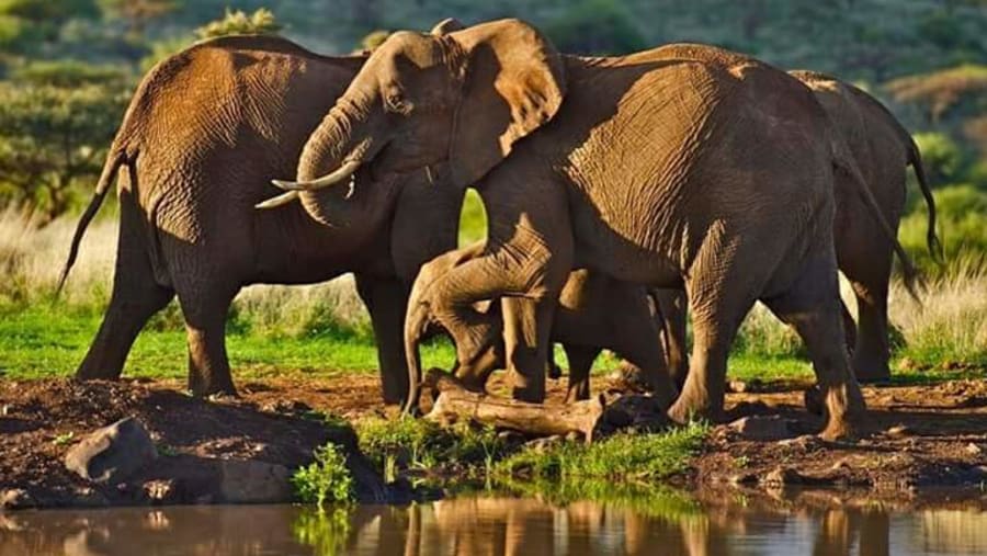 Elephants at Lewa Down Conservancy