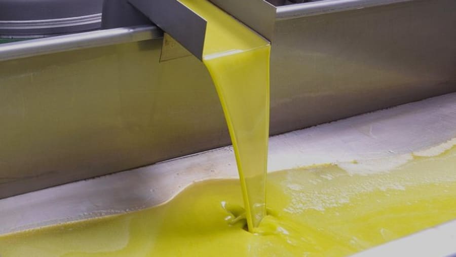 Learn about the Olive Oil Production Process