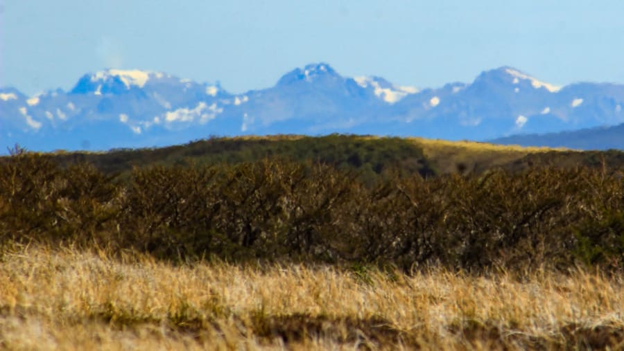 Patagonian Forest