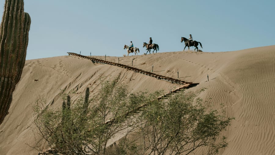 Horse Riding in the Desert