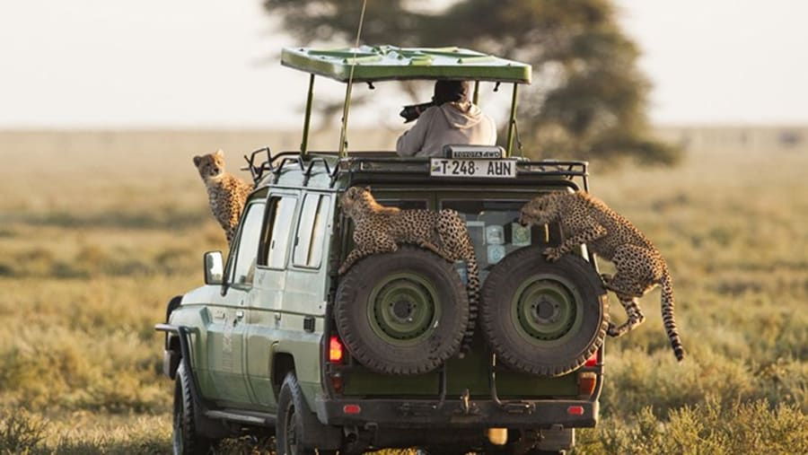 Witness the African wildlife