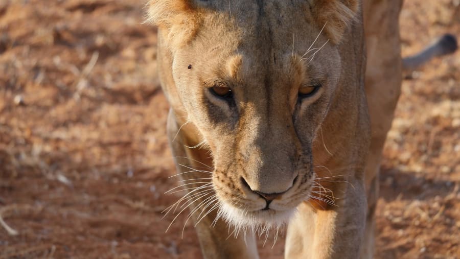 Lion at Samburu National Reserve