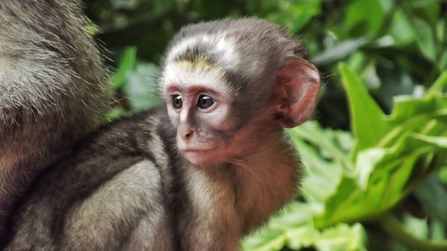 Vervet Monkey