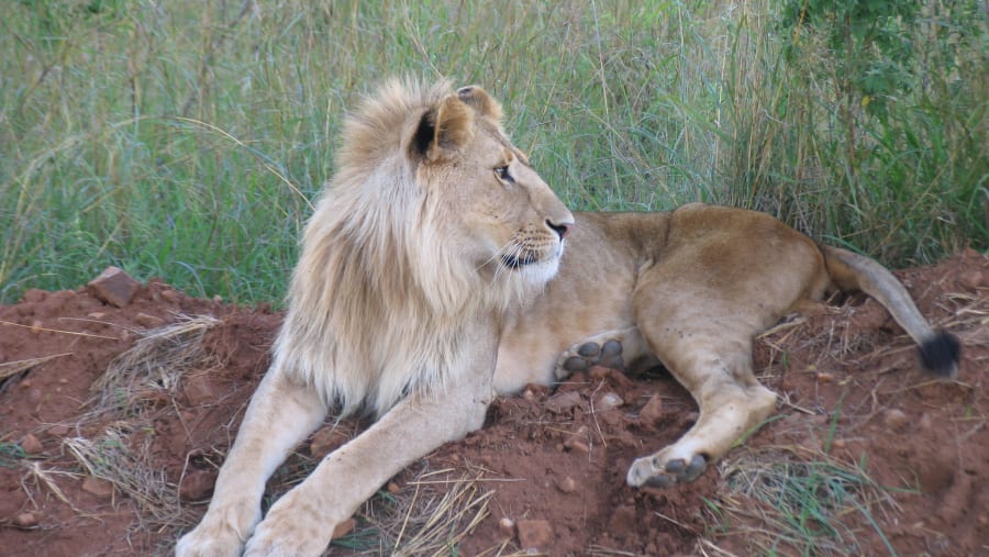 lion relaxing