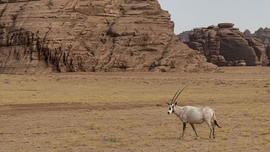 Tabuk Desert