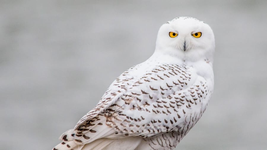 Spot Snowy Owls