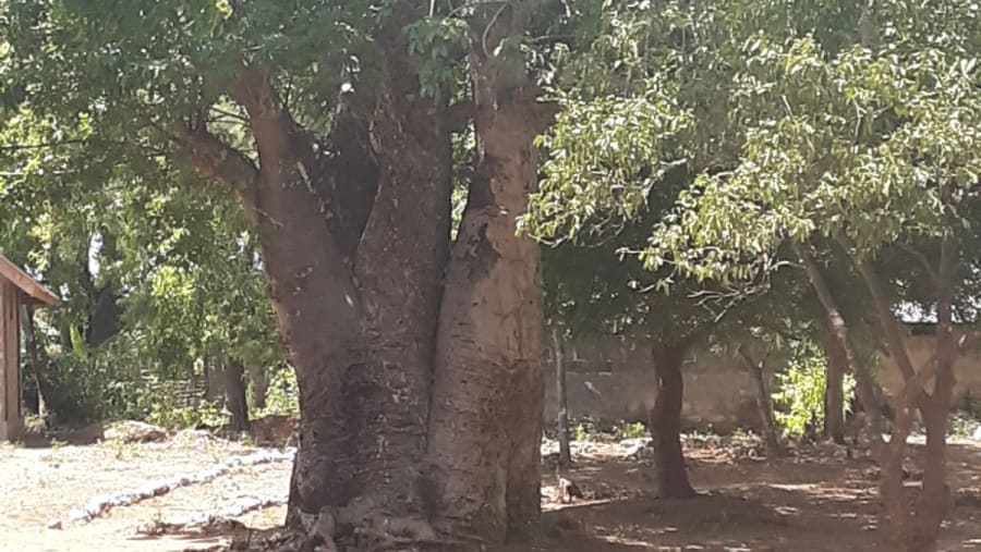 See large baobab trees