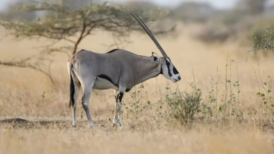 Fringe-eared oryx