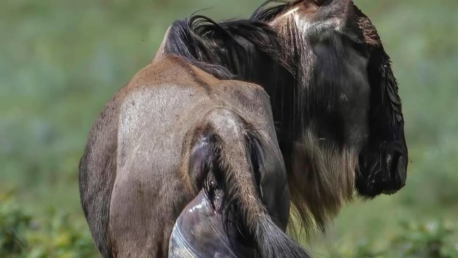 Witness the African wildlife
