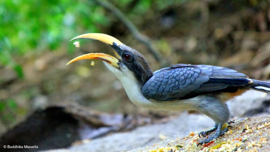 Grey Hornbill, Deniyaya, Sri Lanka