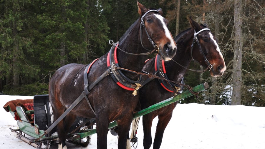 Horse-Drawn Sleigh Ride in the Polish Countryside