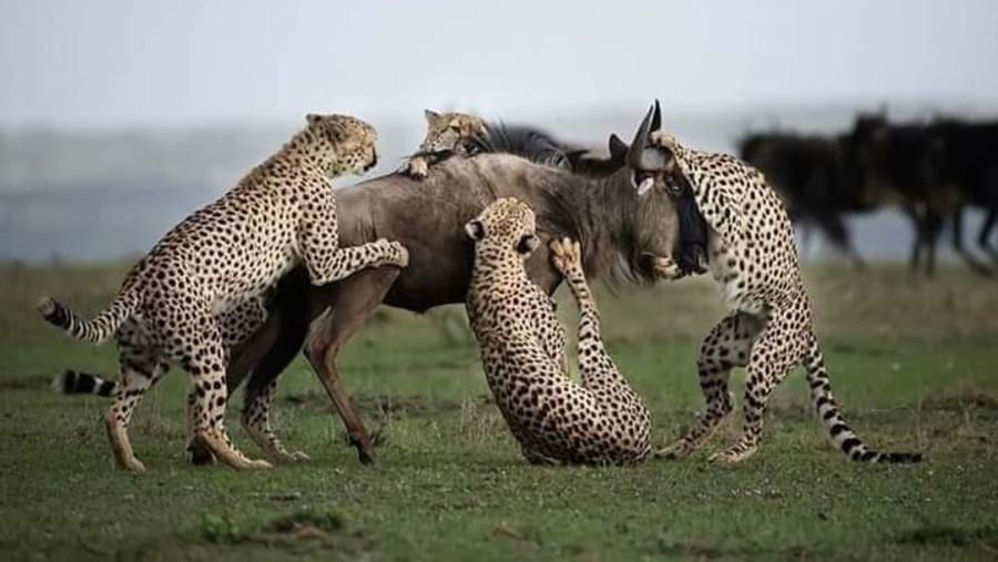 Predator and it's Kill