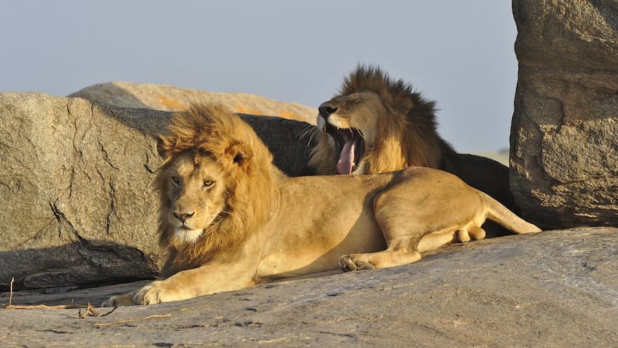 African Lion
