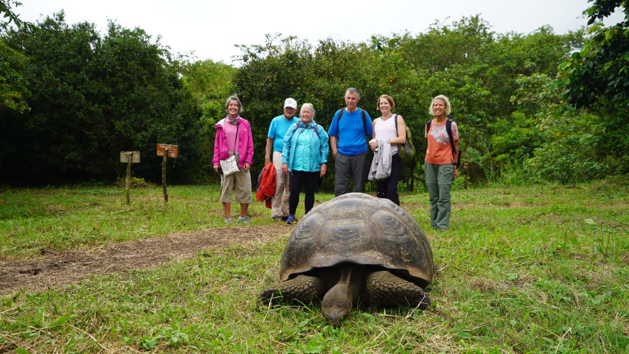 Turtles in Galapagos