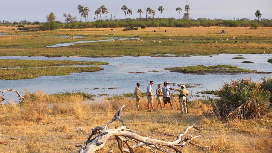 Go on an Intriguing Walking Safari in the Okavango Delta