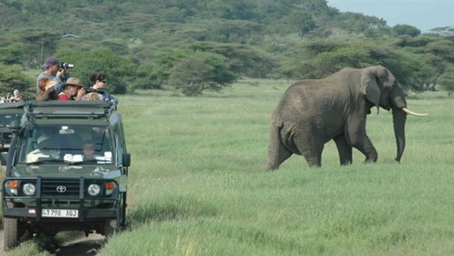 African Elephants at Tarangire National Park